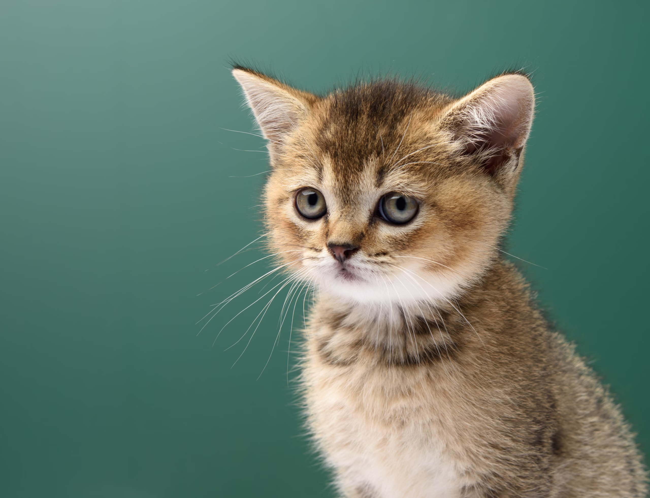 Ultimate Guide to Clumping Cat Litter: Top 9 Bentonite Options for Indonesian Cat Owners