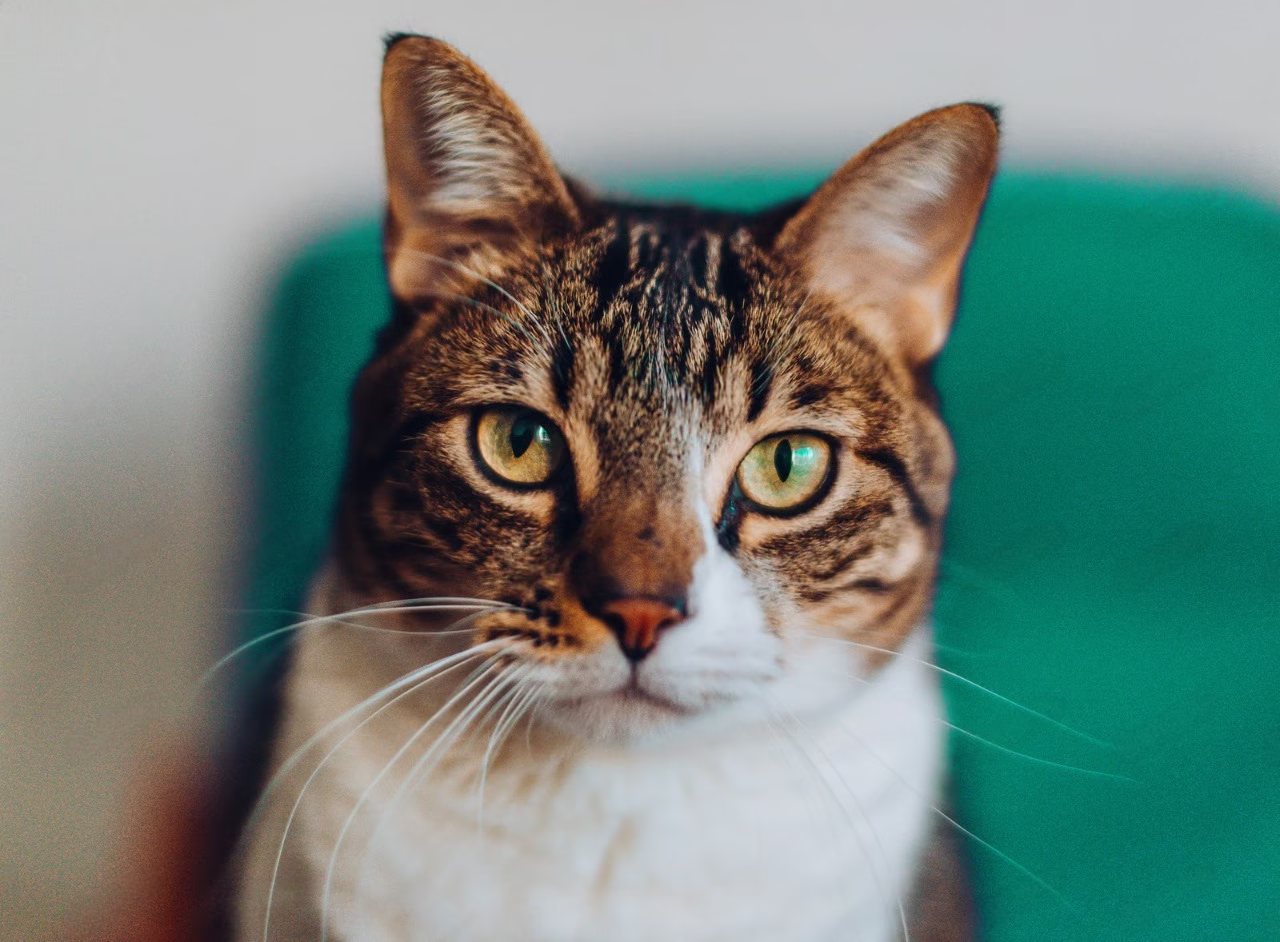 Say Goodbye to Dust: Top Picks for Cat Litter Without Dust